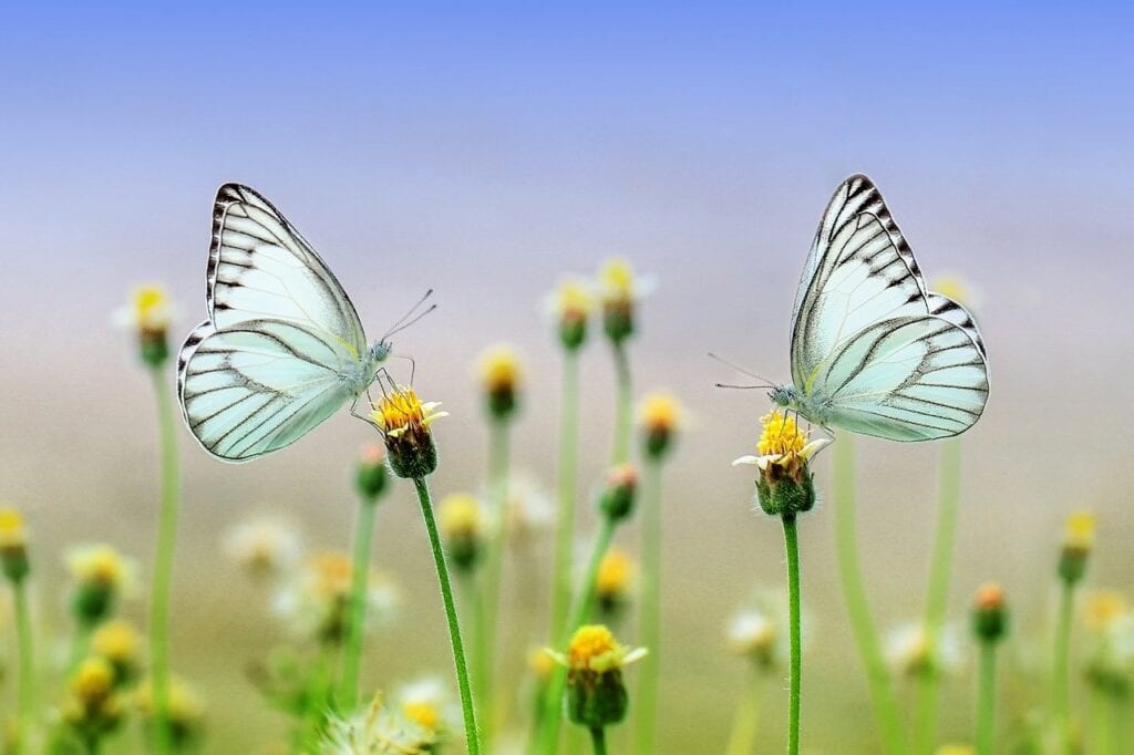 butterfly, insect, macro