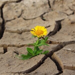 flower, life, crack
